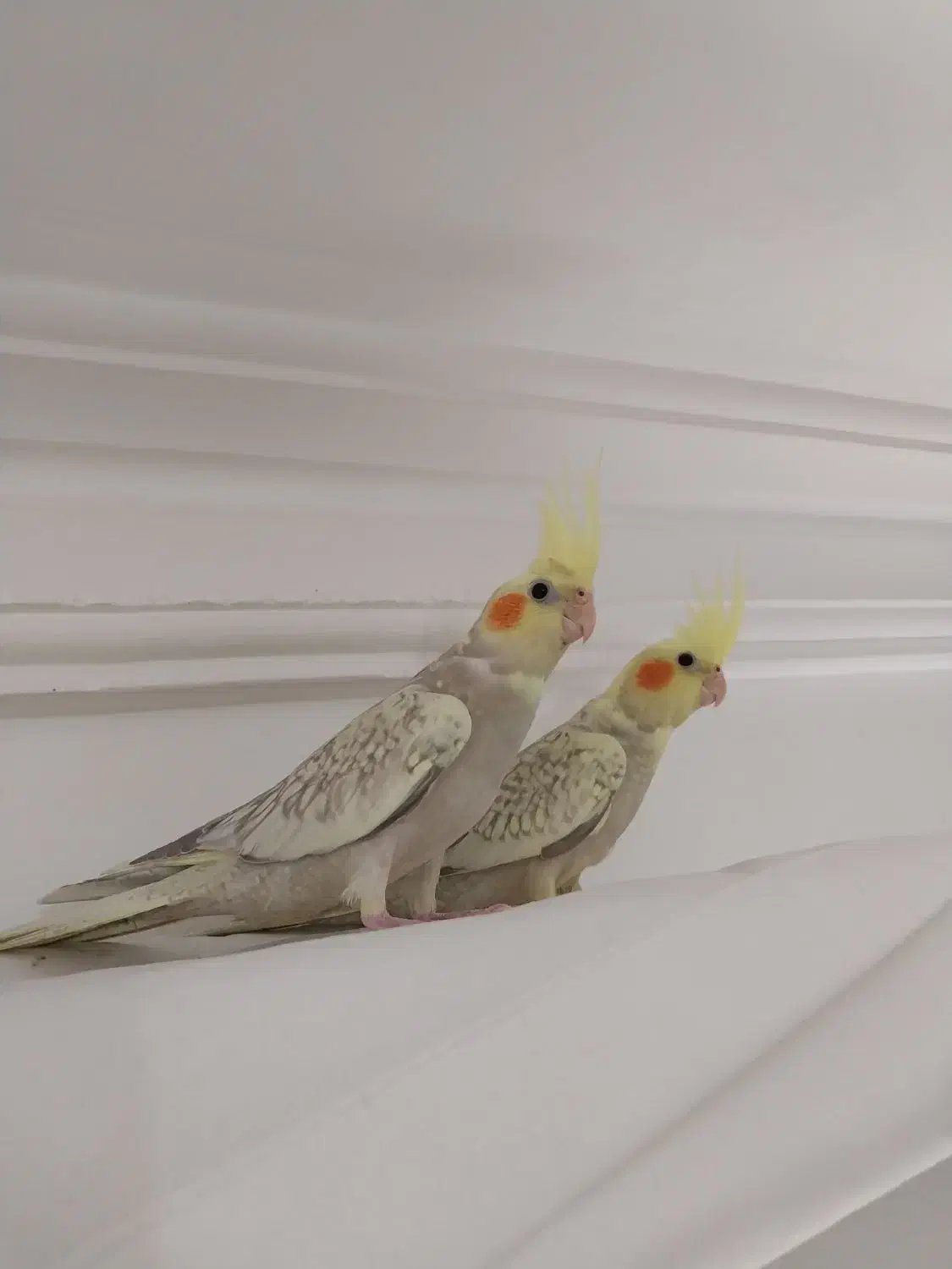 عروس هلندی|پرنده|رشت, باهنر|دیوار