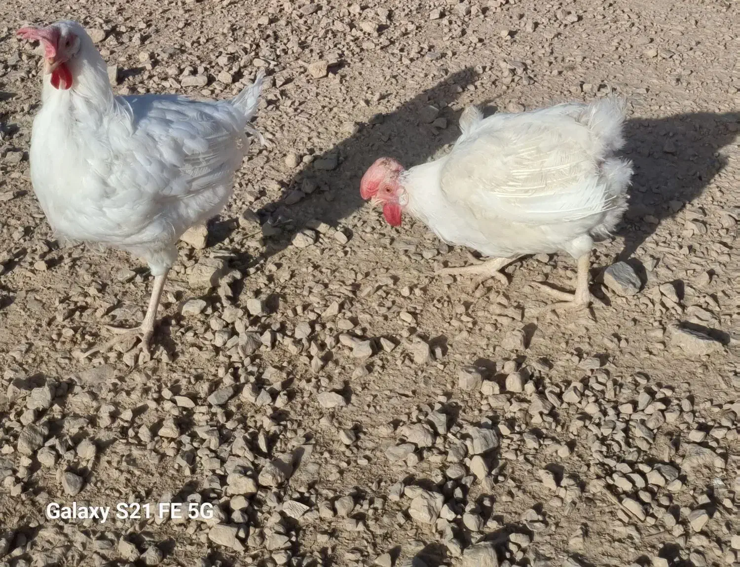 مرغ|حیوانات مزرعه|مرودشت, نقش رستم|دیوار