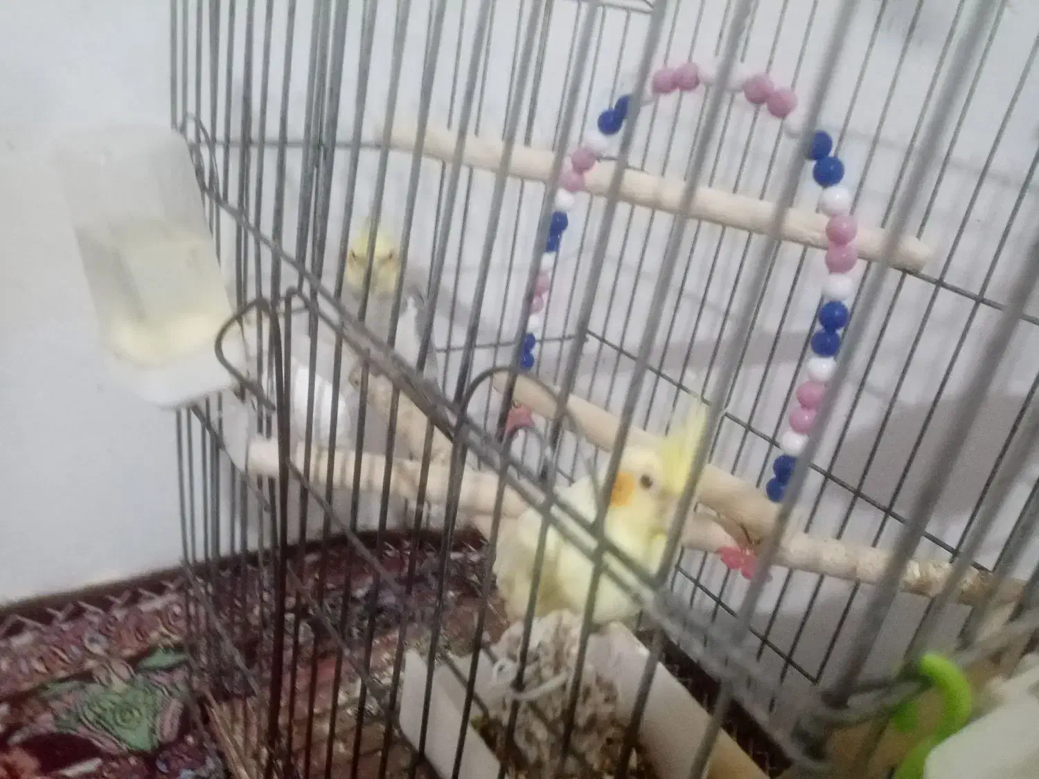 عروس هلندی لوتینو و سینامون|پرنده|خرم‌آباد, |دیوار