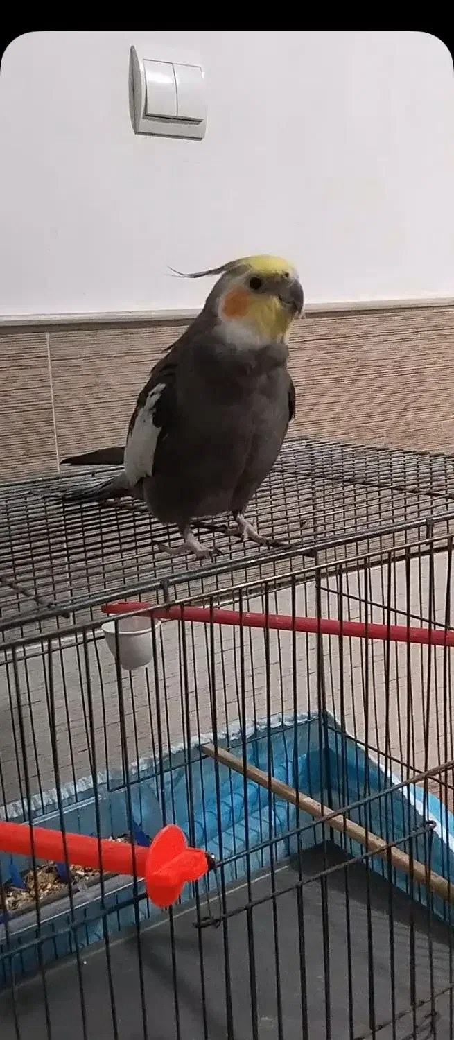 عروس هلندی|پرنده|رفسنجان, |دیوار