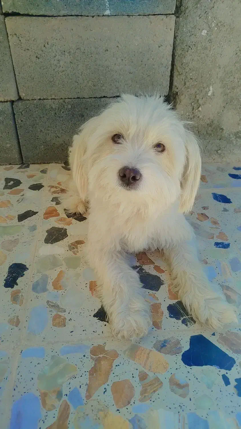 سگ پا کوتاه|سگ|اسفراین, |دیوار