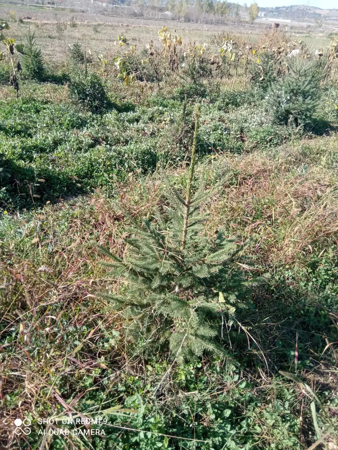 خدمات. فروش نهال کاج نئول ۴۰۰ اصله یک متری|گل و گیاه طبیعی|کیاسر, |دیوار