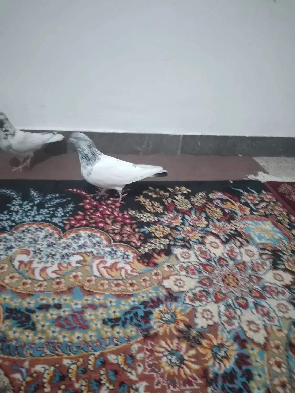 فروش 4عدد کبوتر شیخ|پرنده|یاسوج, |دیوار