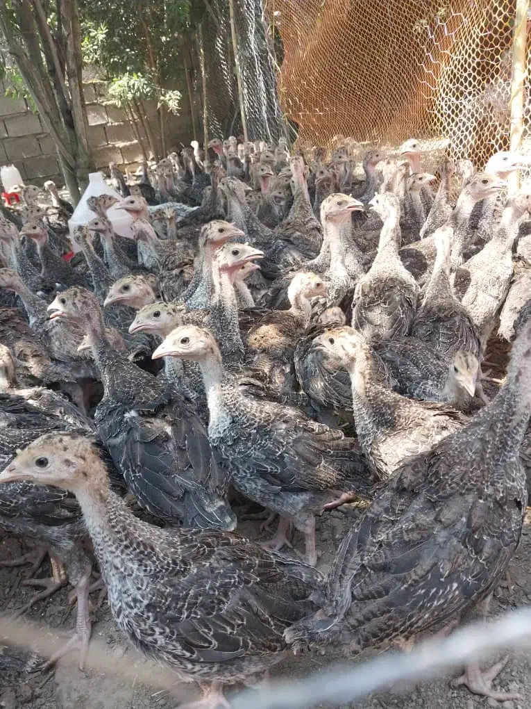 جوجه بوقلمون|حیوانات مزرعه|کوهی‌خیل, |دیوار