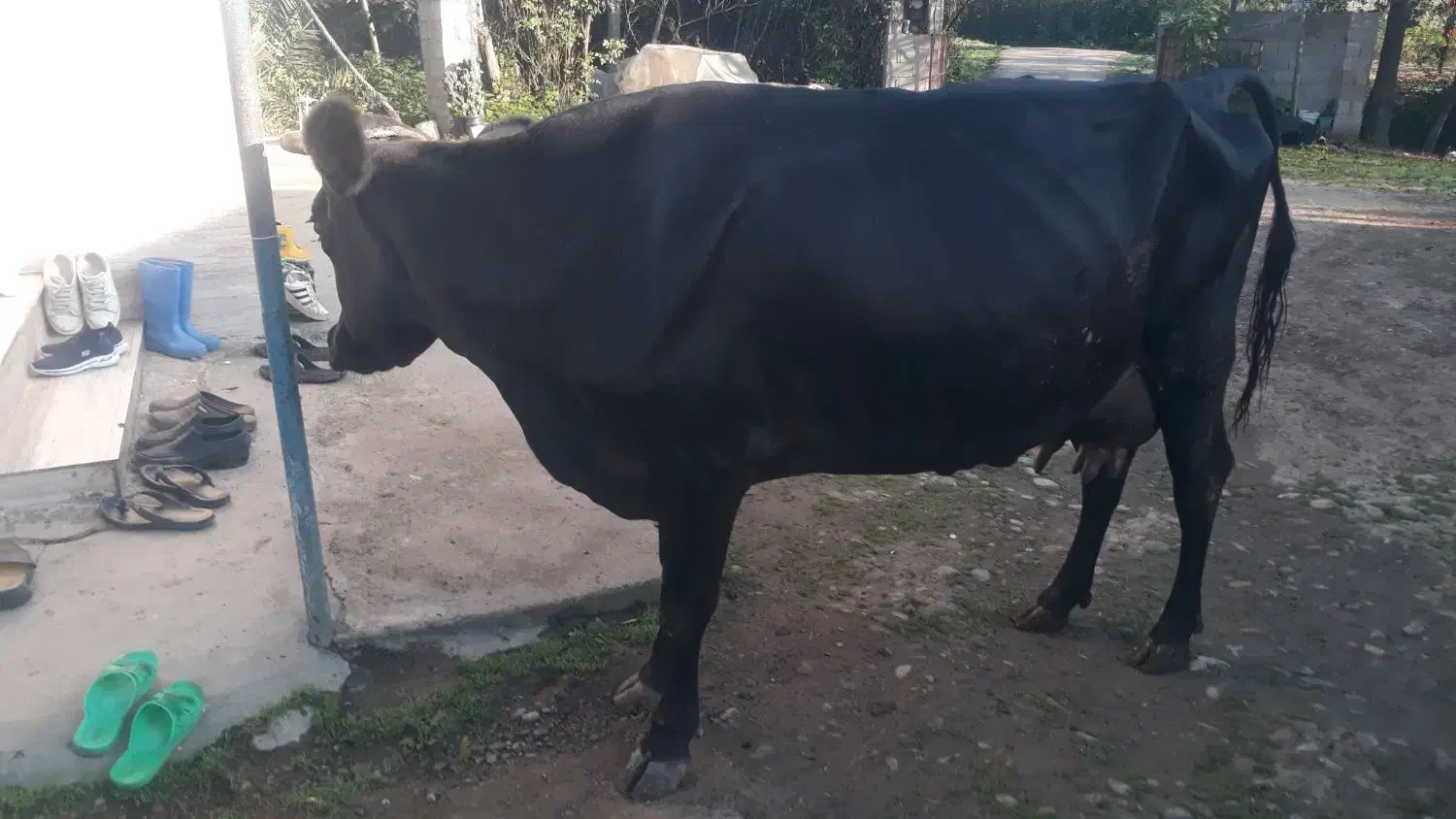 گاو جرسی جوان شیری ۲۰ کیلو شیر بدون گوساله|حیوانات مزرعه|صومعه‌سرا, |دیوار