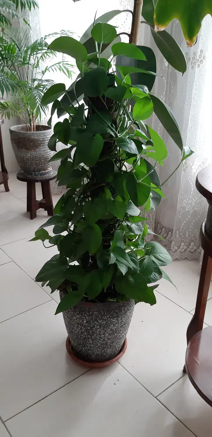 گل و گیاه|گل و گیاه طبیعی|کرج, کوی کارمندان جنوبی|دیوار