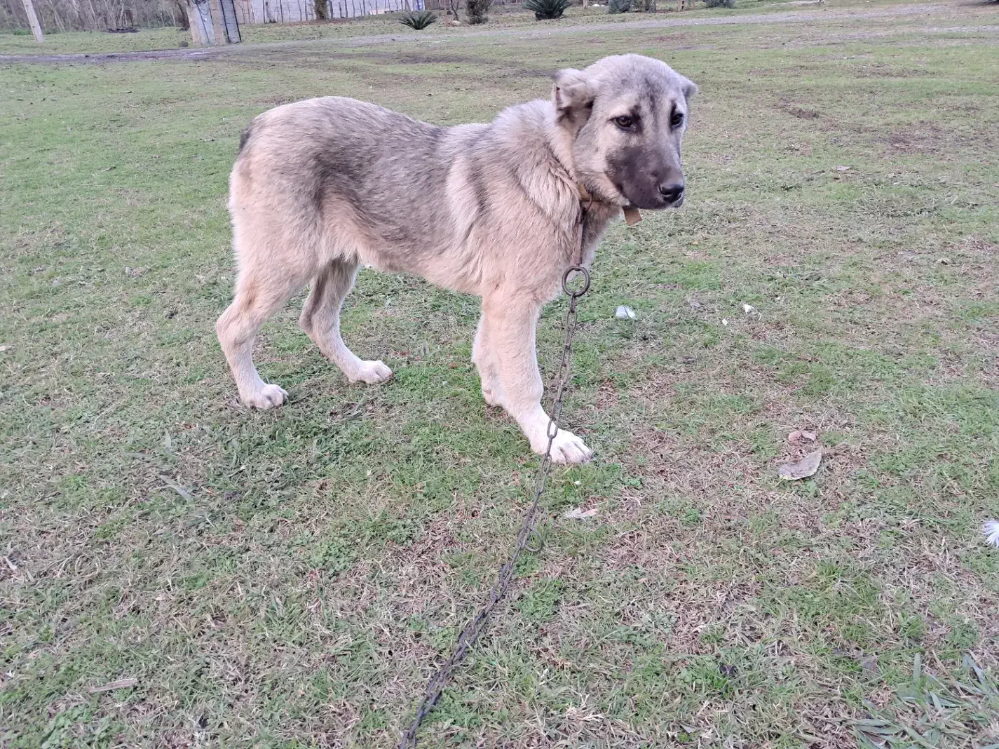 فروش|سگ|شاندرمن, |دیوار