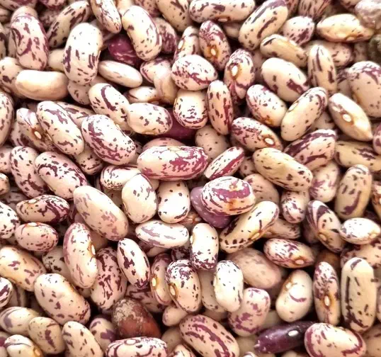 لوبیا چیتی درجه ۱|خوردنی و آشامیدنی|میانه, |دیوار