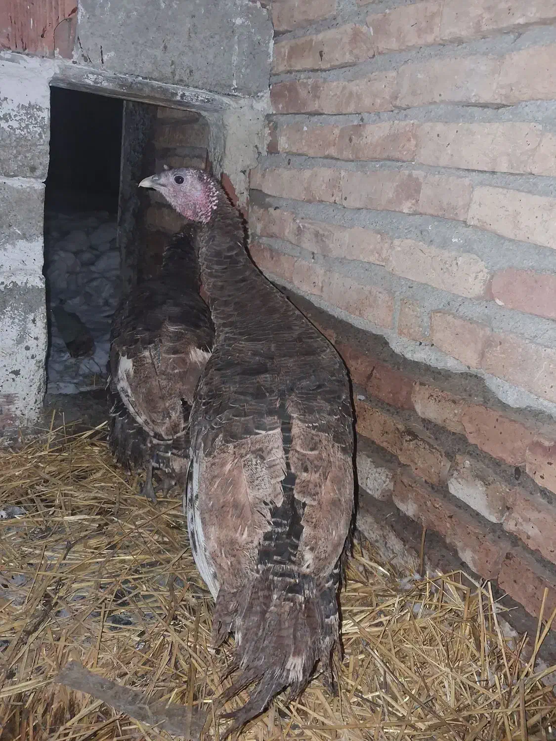 بوقلمون|حیوانات مزرعه|اردبیل, |دیوار