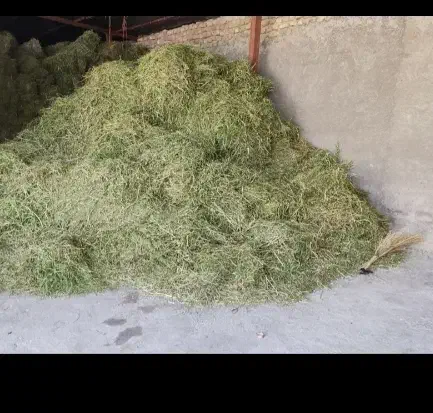 شبدر چین 2|عمدهفروشی|لردگان, |دیوار