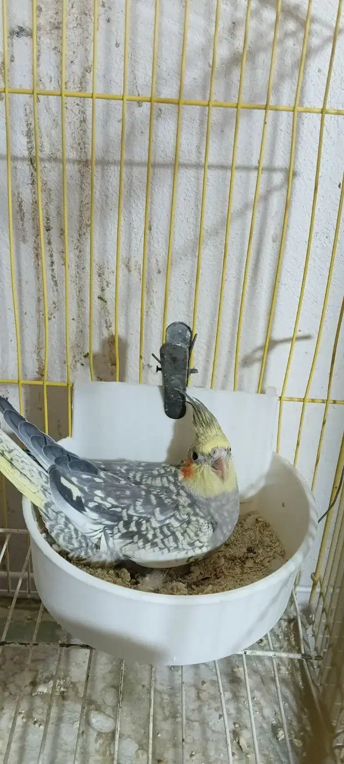 عروس زیبا جوجه دان خور|پرنده|بجنورد, |دیوار