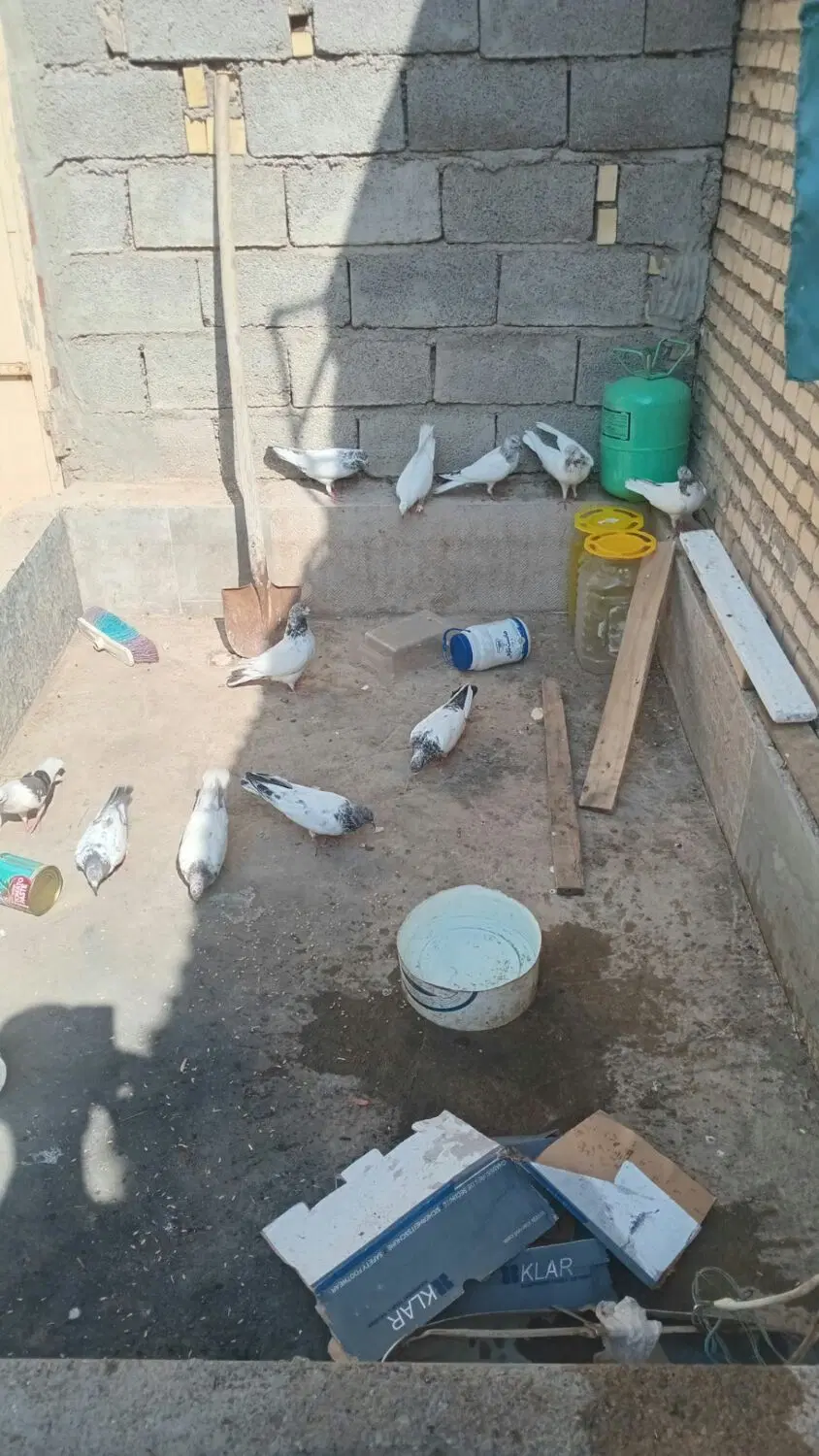 شیخی|پرنده|شادگان, |دیوار
