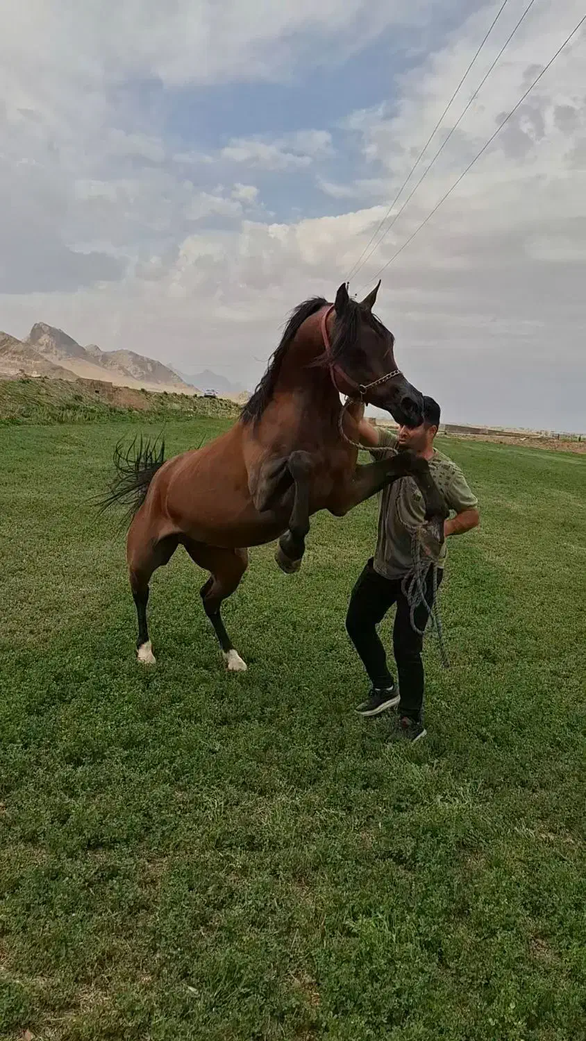 سیلمی پومااکسین|اسب و تجهیزات اسب‌سواری|شوش, |دیوار