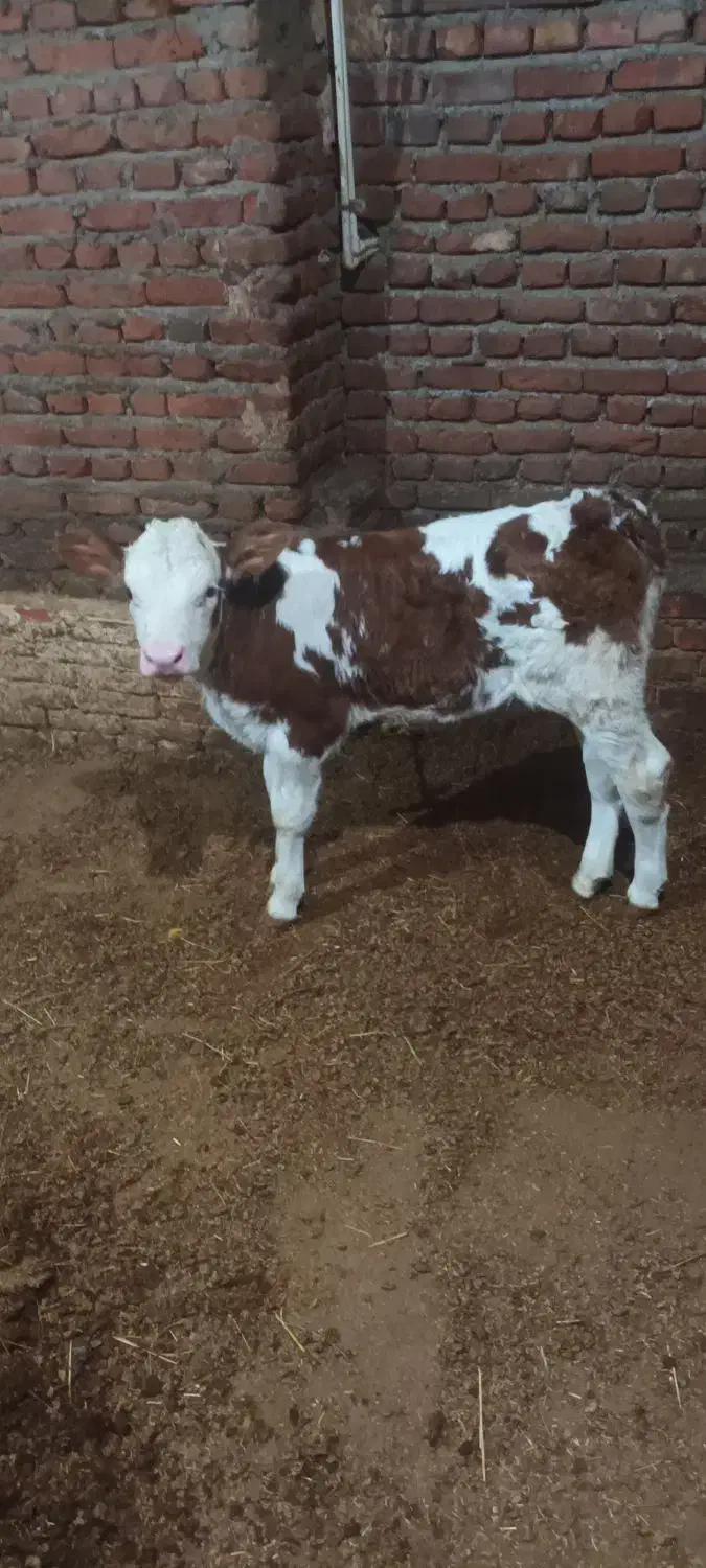 گوساله سیمیتال درجه یک ماده|حیوانات مزرعه|سراجو, |دیوار