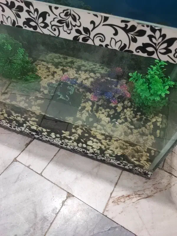 اکواریم با ماهی درحد|ماهی|قزوین, |دیوار