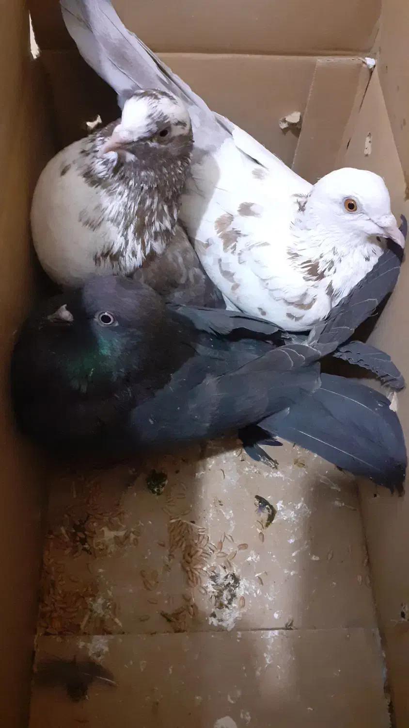 کبوتر|پرنده|آبش احمد, |دیوار