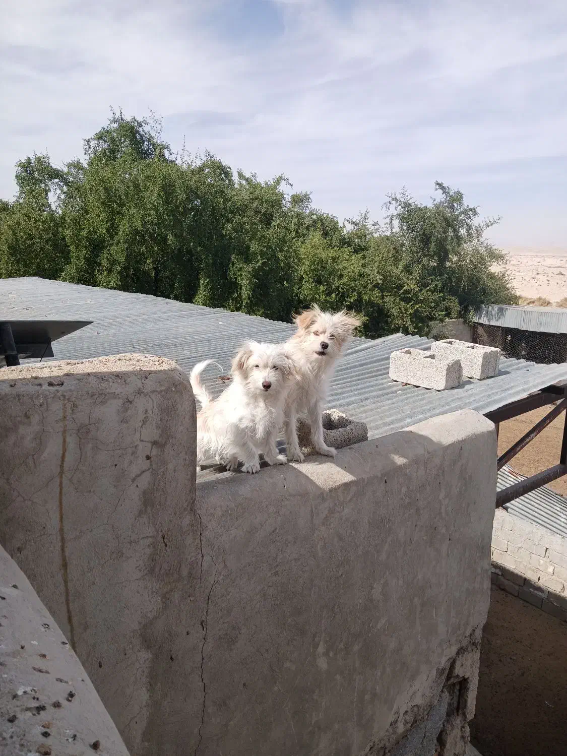 سگ خانگی نروماده واکسن خورده|سگ|جهرم, |دیوار