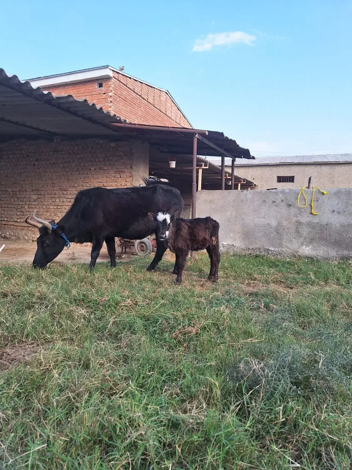 گاو گوساله دار محلی|حیوانات مزرعه|سیمین شهر, |دیوار