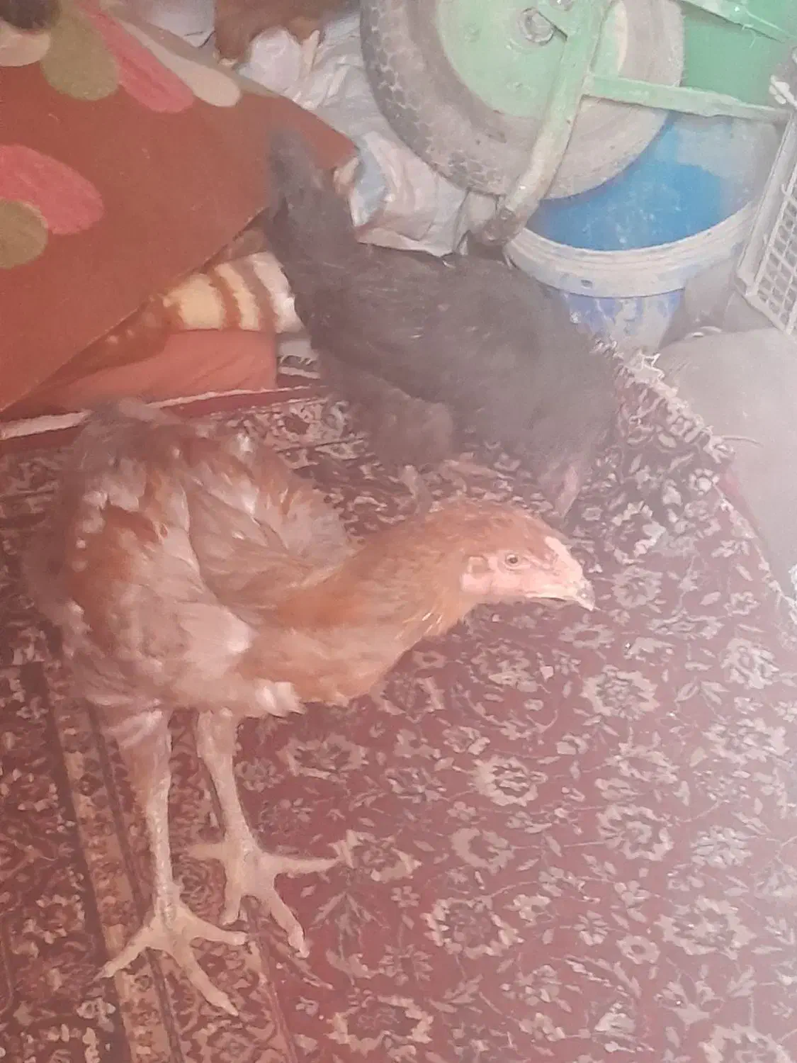 مرغ و خروس|پرنده|خور (اصفهان), |دیوار