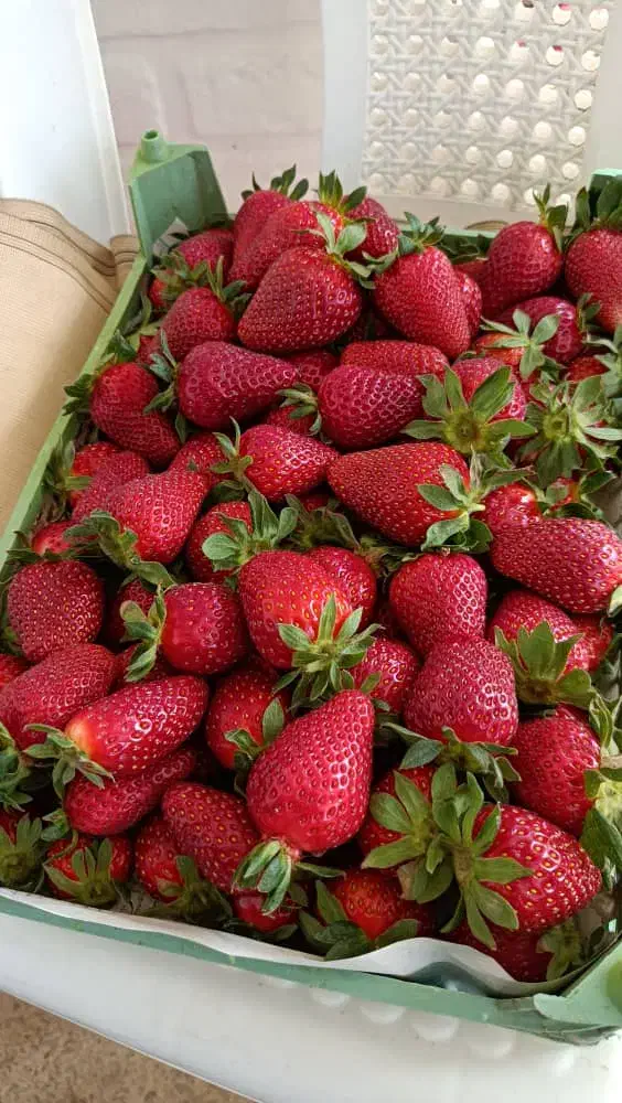 بوته توت فرنگی کاماروسا و گاویتا|خدمات باغبانی و درختکاری|رشت, معلم|دیوار