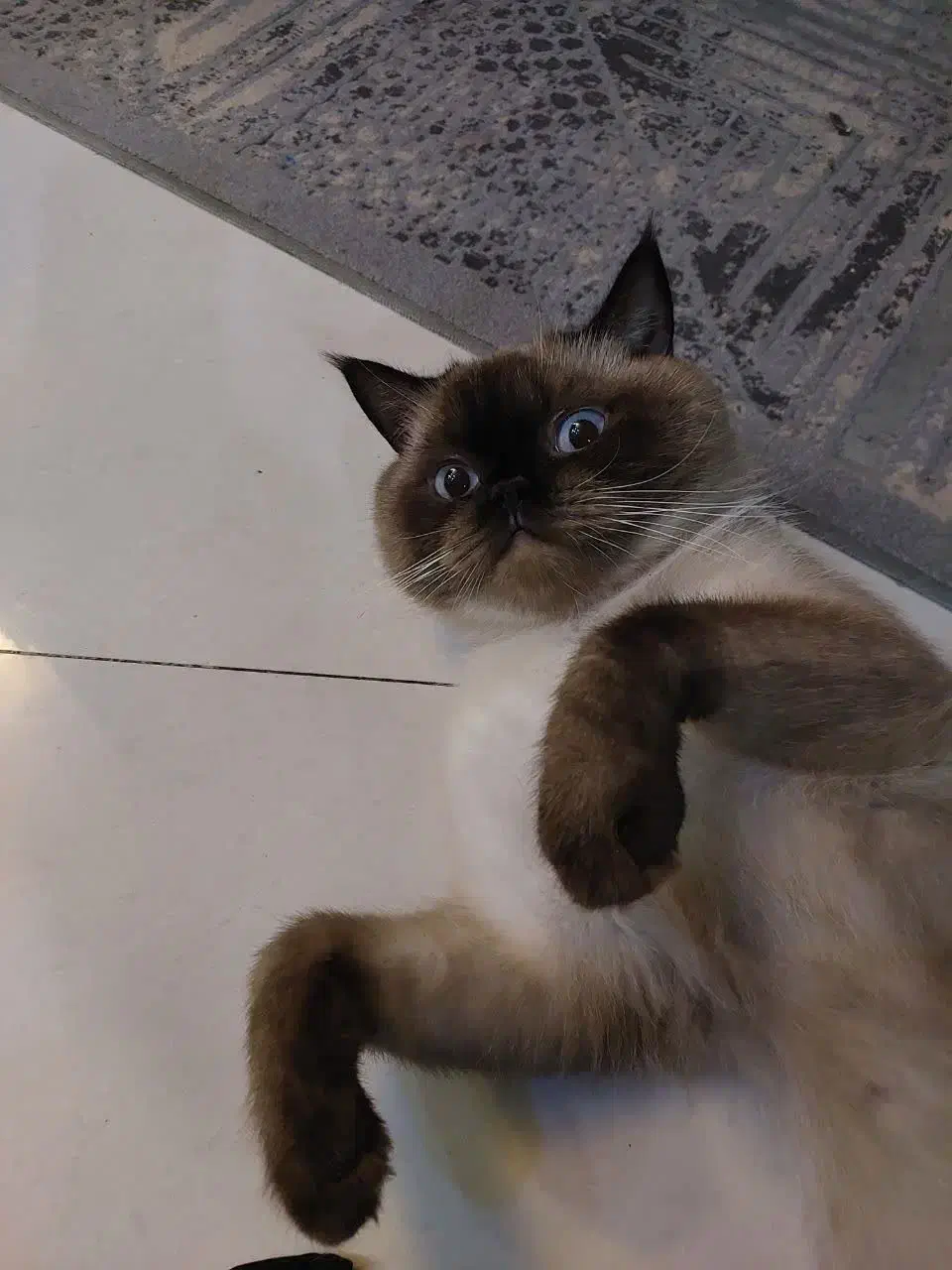 نژاد اسکاتیش هیمالین نژاد کمیاب نر می‌باشد|گربه|گلبهار, شهر جدید گلبهار|دیوار