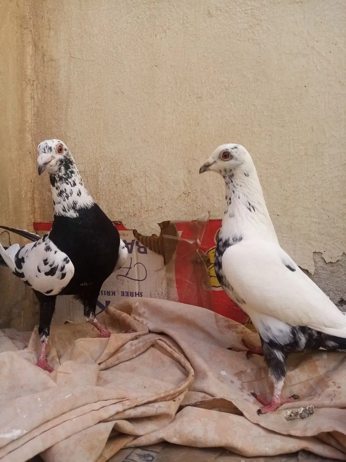 گراف سوسکی  پلنگ|پرنده|مشهد, کوشش|دیوار