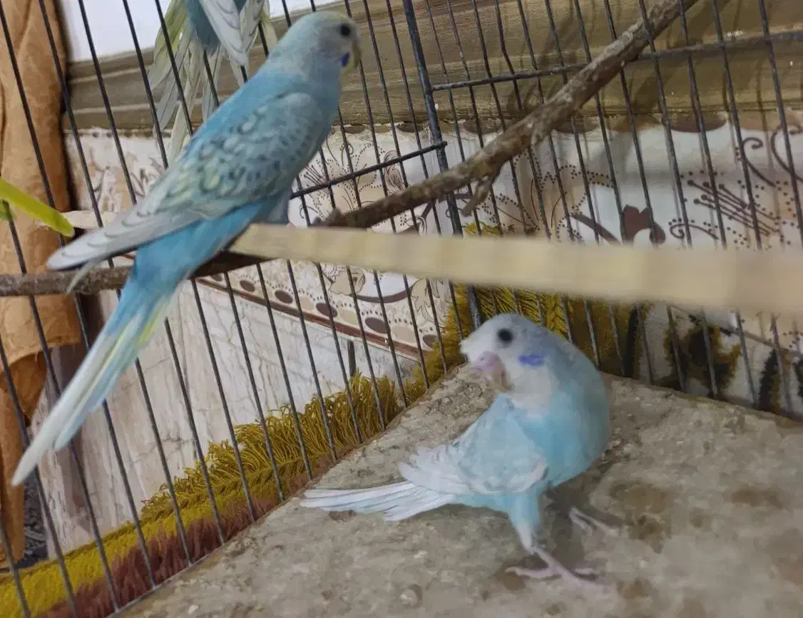 مرغ عشق بالغ|پرنده|ایرانشهر, |دیوار