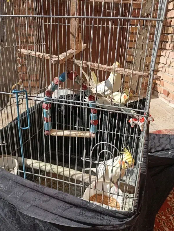 ۳تا عروس هلندی یه جفت و یه نر.همه دستی|پرنده|کردکوی, |دیوار