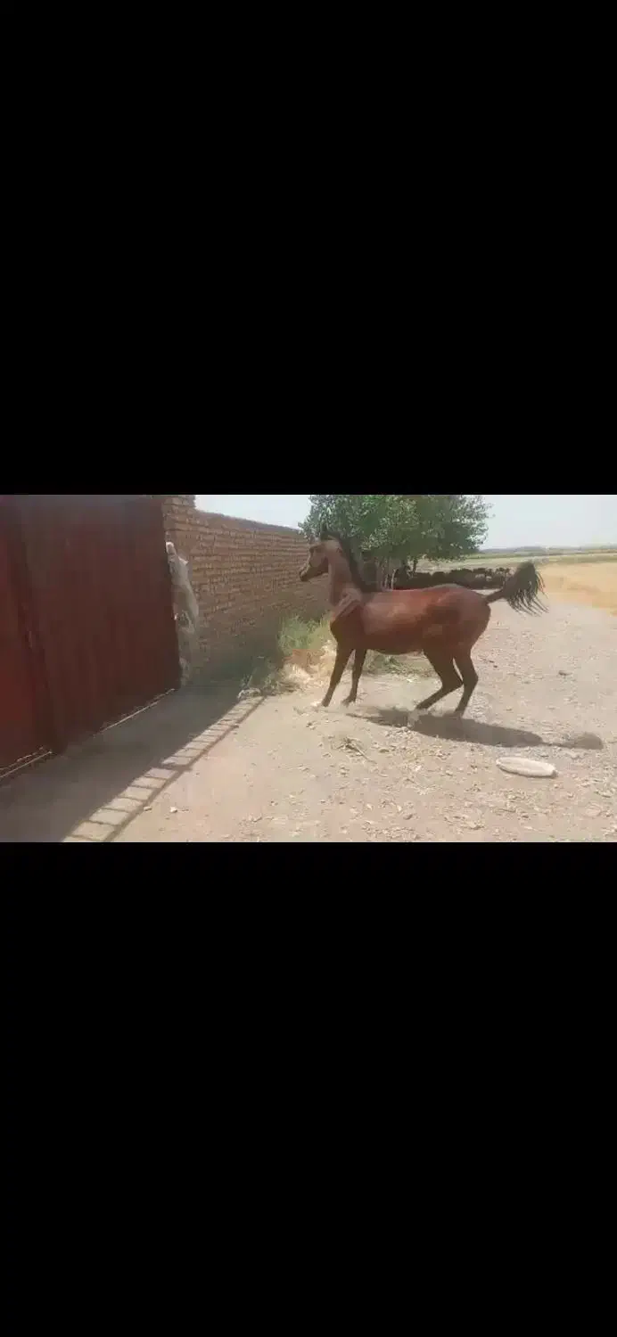 کره مادیان|اسب و تجهیزات اسب‌سواری|تهران, آرژانتین|دیوار