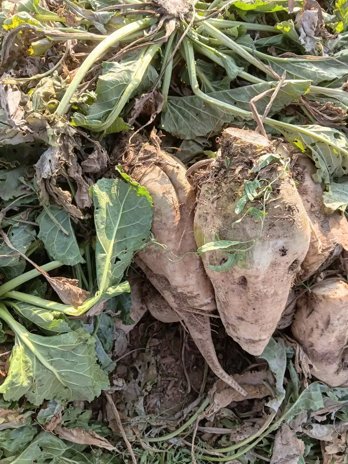 چعندر قند|خوردنی و آشامیدنی|بشاریات, |دیوار