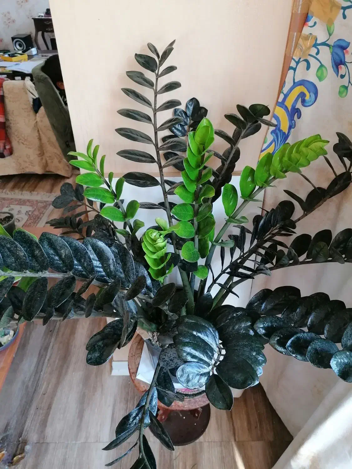 زاموفیلیا سوپر بلک و گلهای حراج|گل و گیاه طبیعی|تهران, امانیه|دیوار