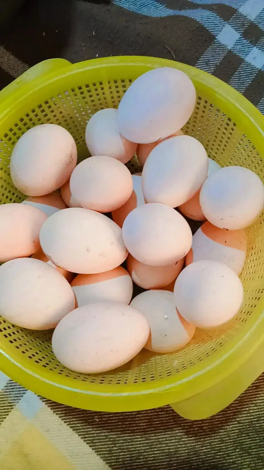 فروش تخم اوردک و مرغ|خوردنی و آشامیدنی|کردکوی, |دیوار