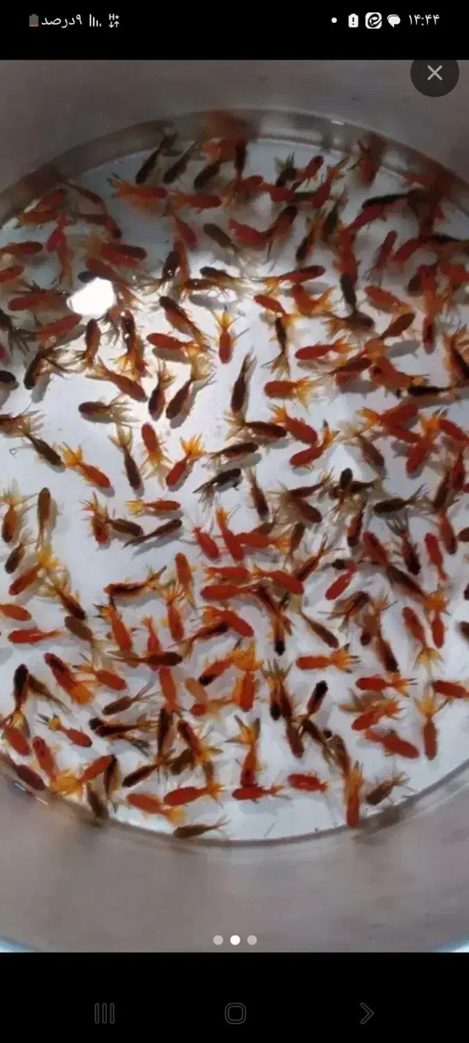 ماهی شب عید توراه|ماهی|پاکدشت, حصار امیر|دیوار