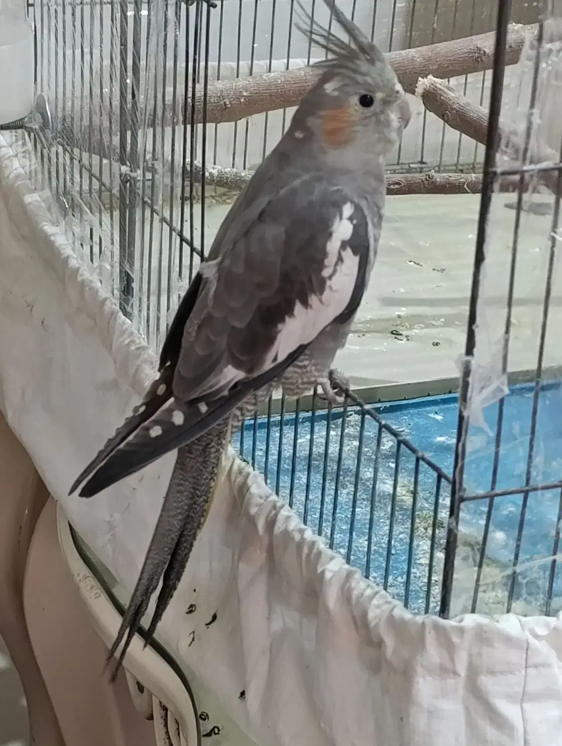 عروس هلندی ماده|پرنده|کرج, حیدرآباد|دیوار