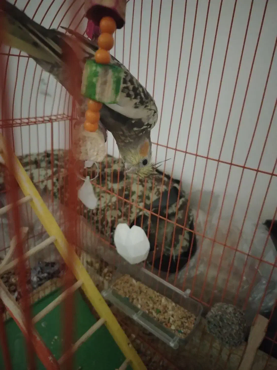 عروس هلندی|پرنده|پیرانشهر, |دیوار