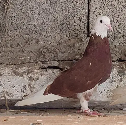 کبوتر شازده|حیوانات|لاهیجان, انقلاب|دیوار