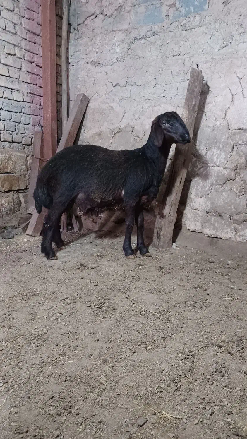 بره قوچ هموزایگوت|حیوانات مزرعه|کالپوش, |دیوار