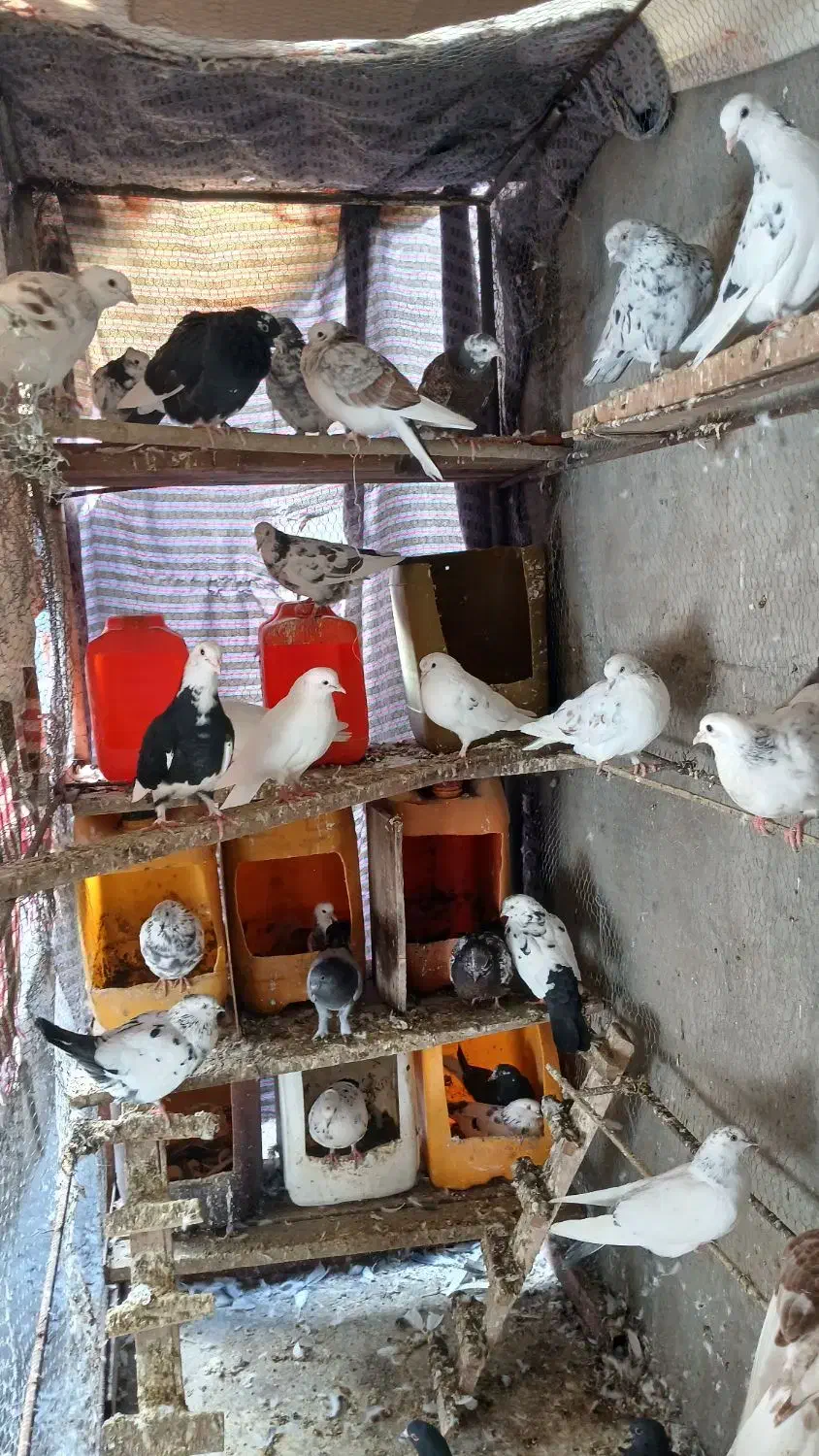 کبوتر|پرنده|ساری, |دیوار