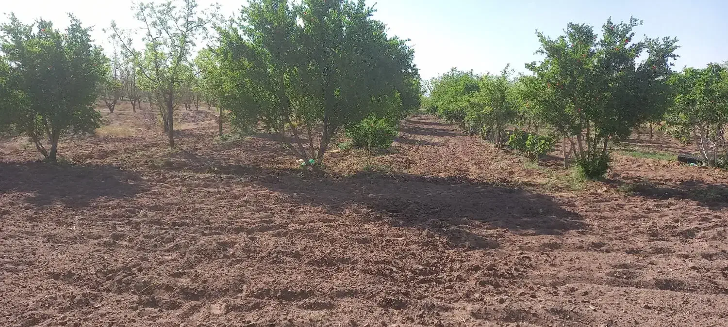 باغ فروشی در فخر آباد تقاب (چاه دوستی ها)|فروش دفتر صنعتی، کشاورزی، تجاری|خوسف, |دیوار