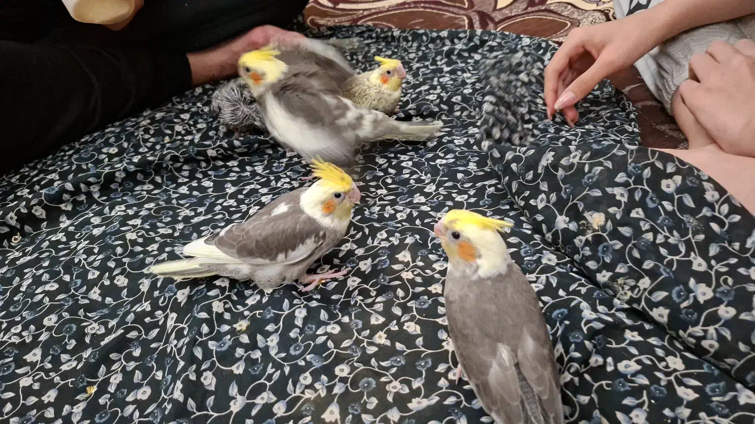 فروش عروس هلندی|پرنده|پیرانشهر, |دیوار