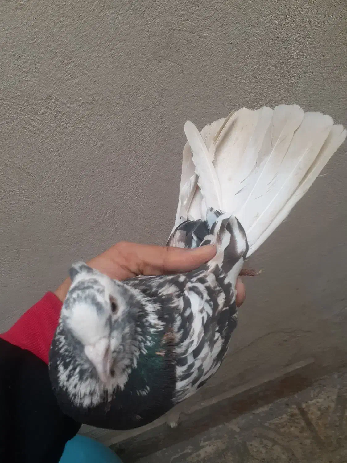 سرور دم سفید هما|پرنده|ری, شهرک نظامی|دیوار