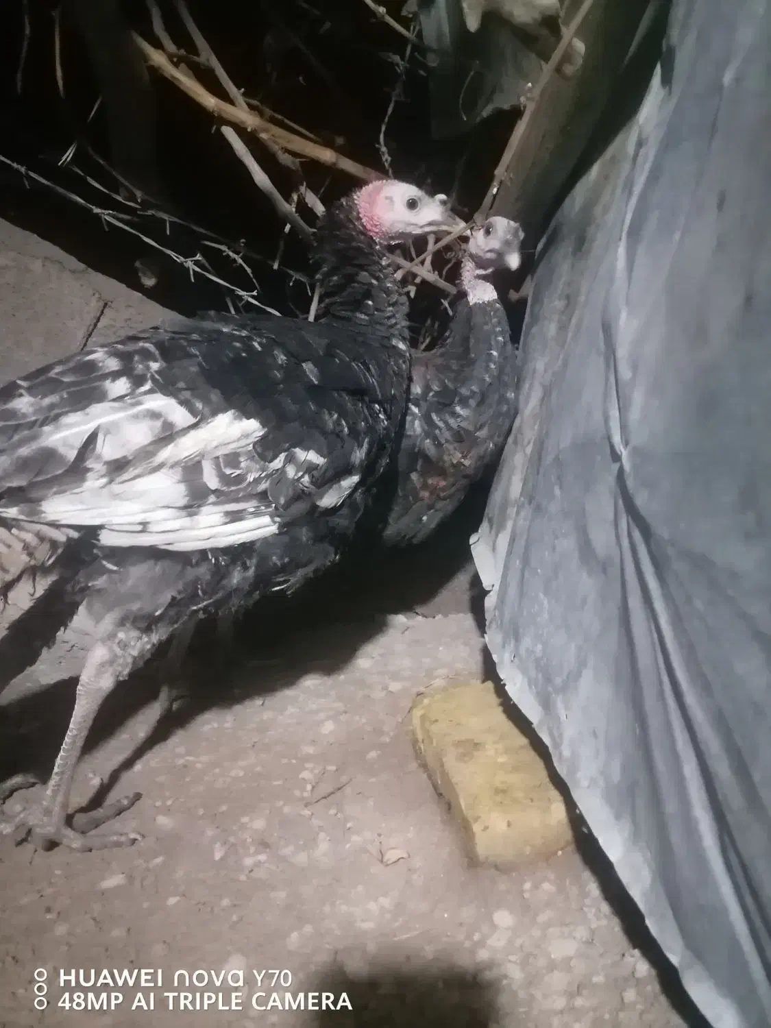 فروش بوقلمون نر محلی|حیوانات مزرعه|کرمان, |دیوار