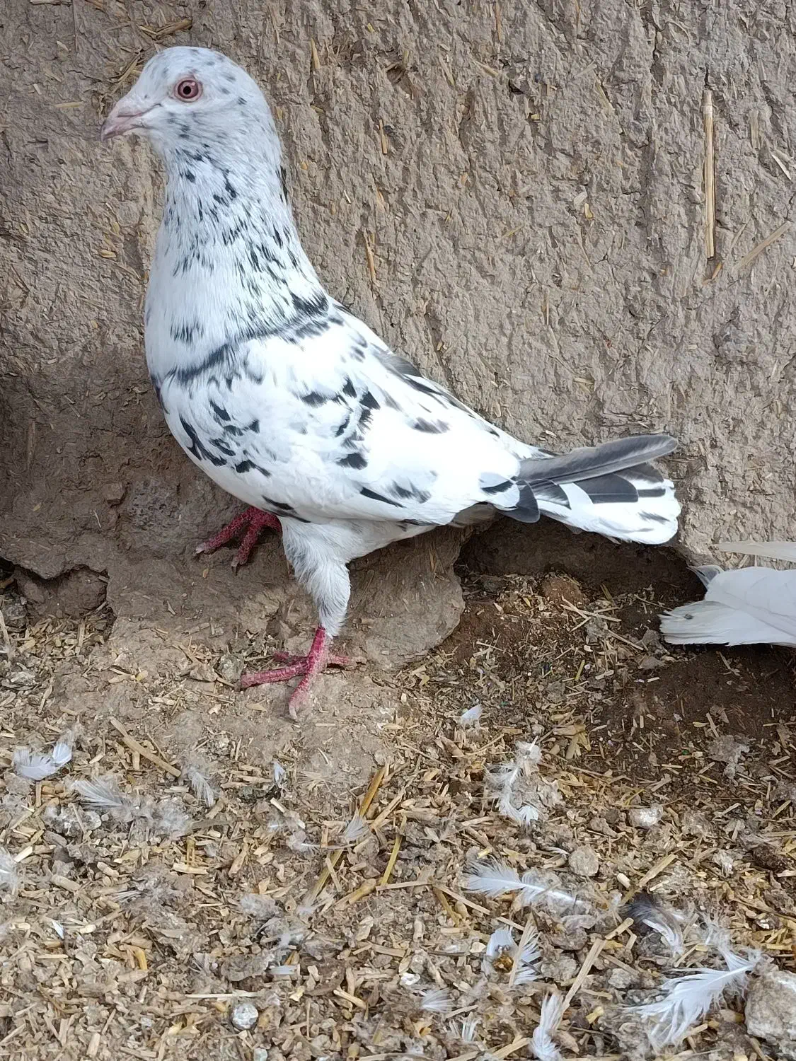 کبوتر|پرنده|جغتای, |دیوار