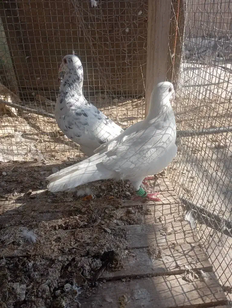 کفتر|پرنده|کازرون, |دیوار