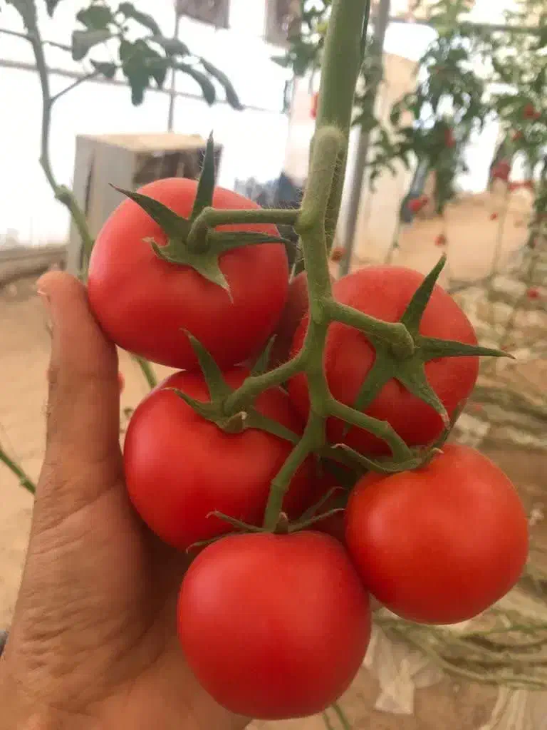 فروش زمین و گلخانه|فروش دفتر صنعتی، کشاورزی، تجاری|بوشهر, |دیوار