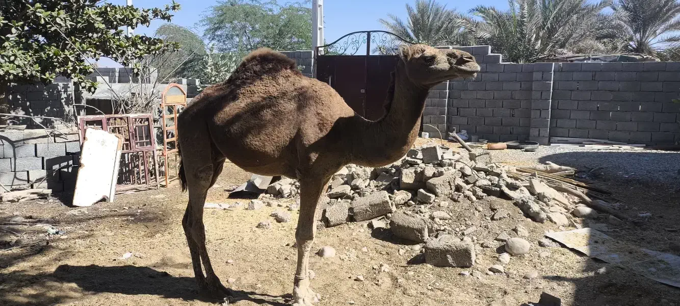 شتر دوساله|حیوانات مزرعه|قلعه قاضی, |دیوار