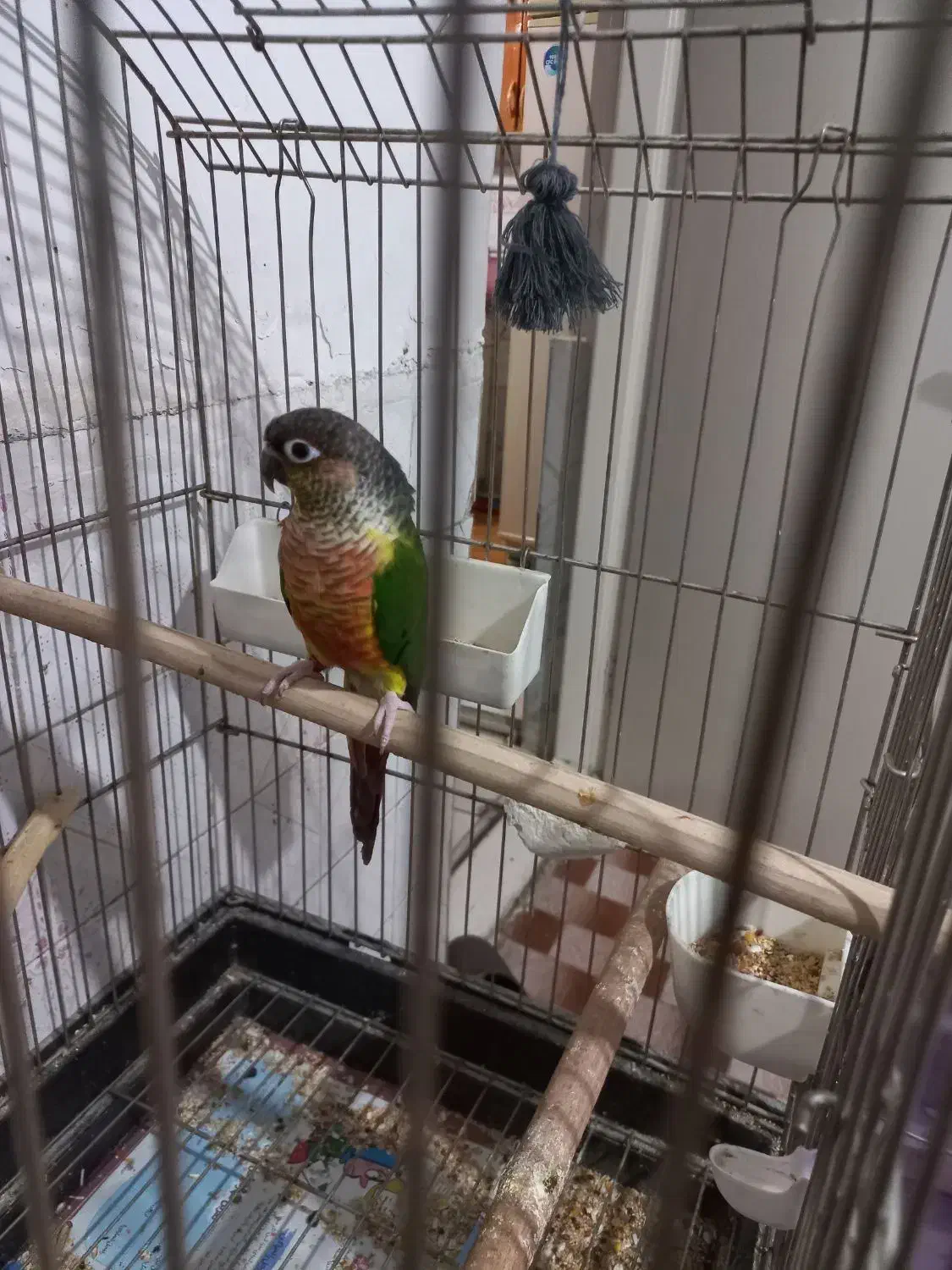 طوطی گرینچیک یلوساید|پرنده|گلستان (تهران), |دیوار