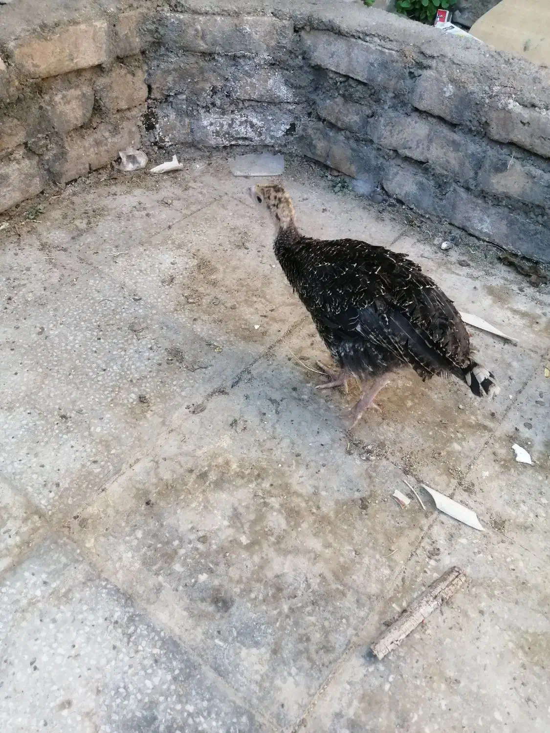 بوقلمون|حیوانات مزرعه|تربت‌حیدریه, کلاته توکلی|دیوار