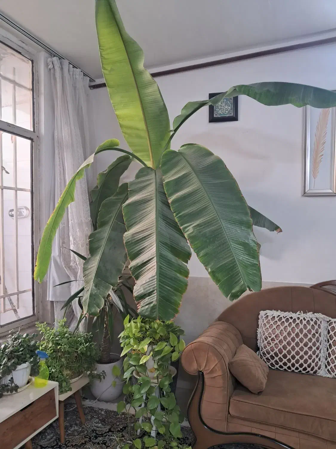 درخت موز|گل و گیاه طبیعی|مشهد, شهید آوینی|دیوار