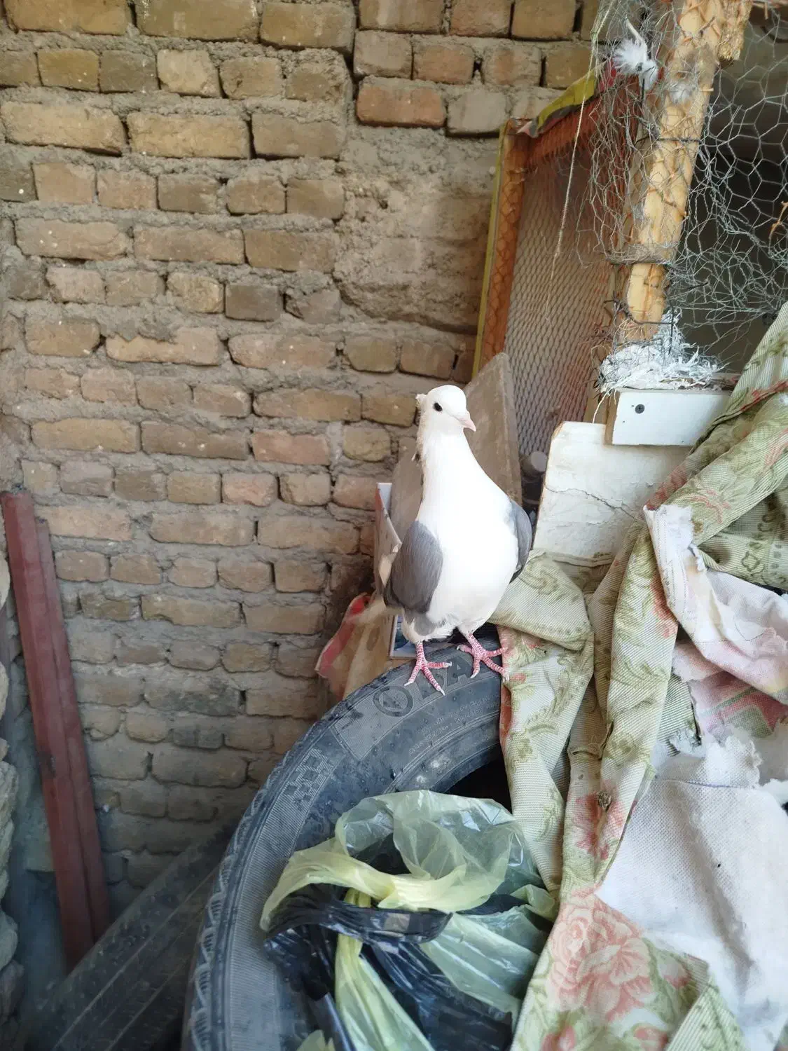 نر سرخ  نر سیاه  انتیک|پرنده|خرم‌آباد, |دیوار